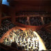 Riccardo Muti und die Wiener Philharmoniker
