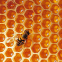 Reina spricht mit Bienen beim Imkern 