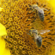 Bienen zeigen intelligentes Verhalten
