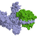 Ist ein Bakterium, Virus oder eine gentechnische Manipulation für die menschliche Veränderung verantwortlich?