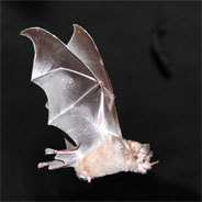 Lisa fängt bei ihren nächtlichen Ausflügen einen kleinen Kerl, der Blut mag