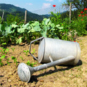 Im Garten versuchen drei Sauerampfer, dem Angriff des Gärtners mit dem Unkrautvernichtungsmittel zu entgehen