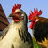 Hühner - Eine stereophone Dokumentation 