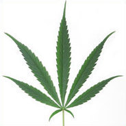 Die Auswirkungen eines Cannabiskonsums