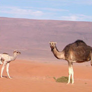 Die Flüchtlinge und ihre Camps in der algerischen Wüste