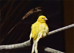 Im großbürgerlichen Leben von Madame K existiert ein sprechender Vogel