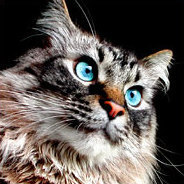 Kater Hegel  ist klug, kennt sich in der Juristerei aus und ist auch noch ein Philosoph