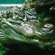 Die Biografie eines Alligators