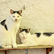 laut.fm cool-cat-fm-ka 