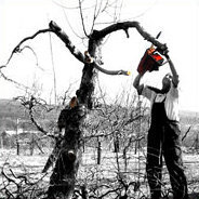 Der Ahornbaum vor ihrem Haus soll gefällt werden, können die Kinder ihn retten?