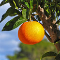 Organgen lassen die Geschichten der Vergangenheit in "Peeling Oranges" wieder aufleben