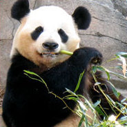 Der Panda Meng Meng wird entführt