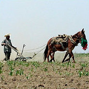 Mortley erzählt vom australischen Farmleben