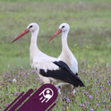 storcka elsass webradio-Logo