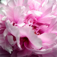 Die Geschichten der Prinzessin Rosenblüte