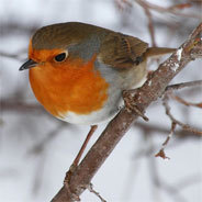 Selbst den Gesang des Rotkehlchens zu hören, wird zunehmend schwerer
