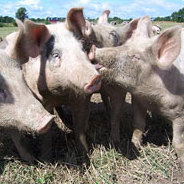 Die Geschichte über das spanische Iberico Schwein