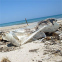 Das Plastik verschmutzt unsere Welt immer mehr.