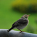 Naturaufnahme - Stimme/Unstimme 