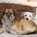 Schlafende Hunde - Berühmte Menschen und ihre Haustiere Teil 3/12