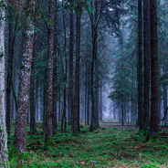 John Schehr und seine Genossen wurden in einem dunklen Wald ermordet