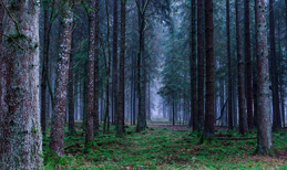 Was geht vor sich im Wachtberger Wald? 